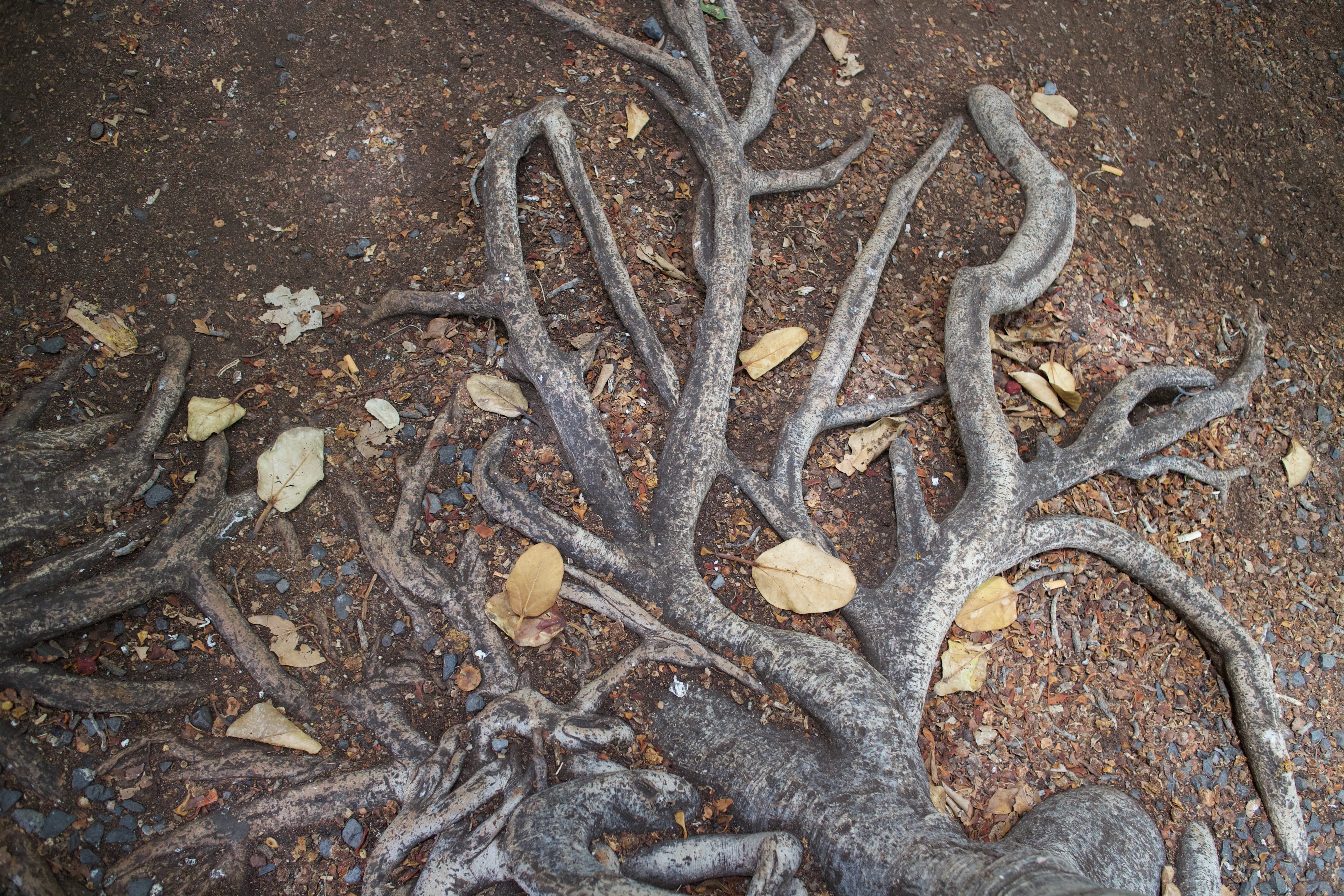 Tree Roots
