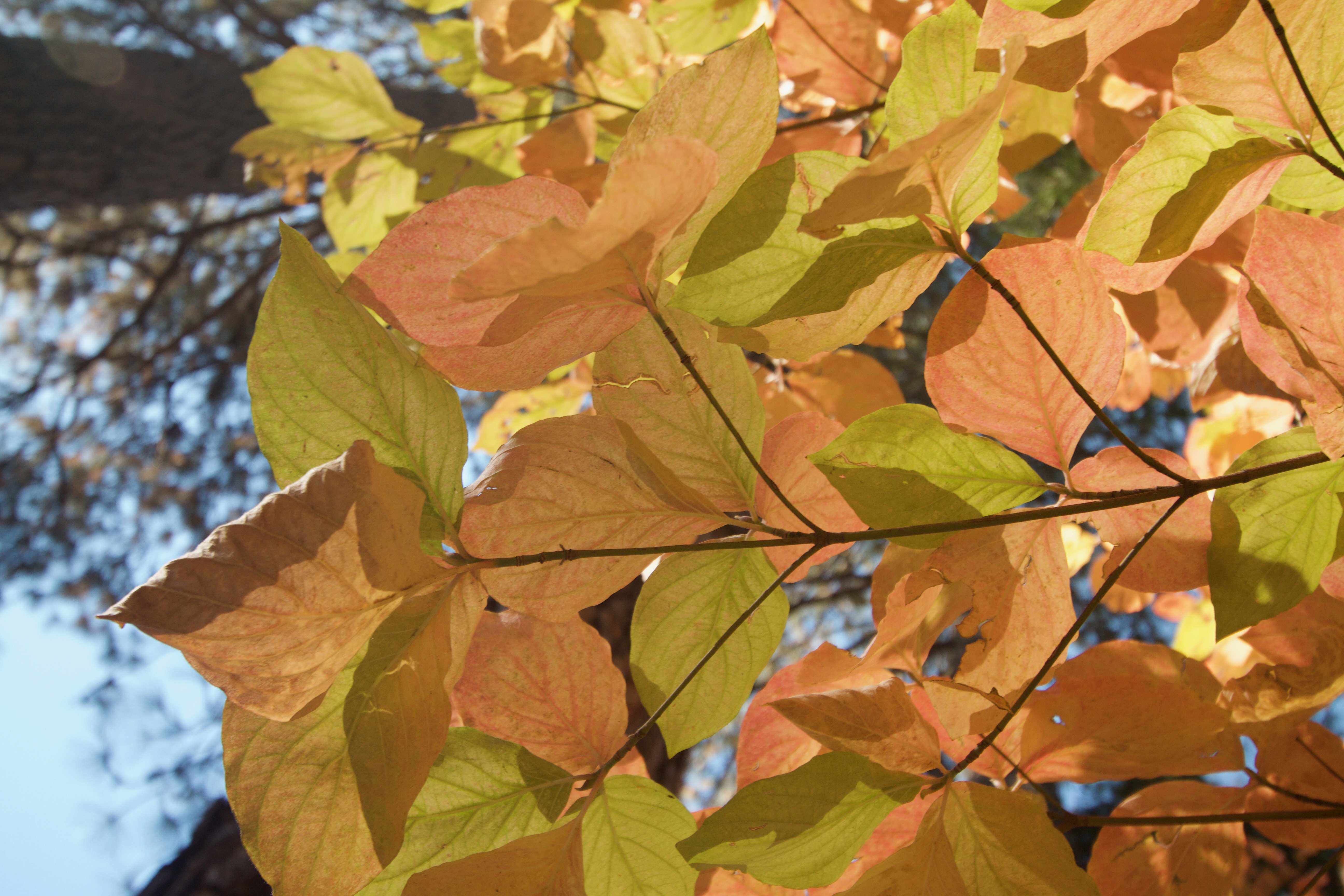 Autumn Leaves